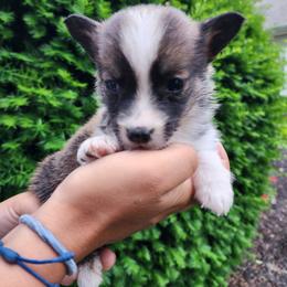 Girl 4 - female Pembroke Welsh Corgi puppy in Sidney, Ohio from Cozy Corgi Ranch
