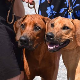 Rhodesian Ridgeback Puppies from Supernova Ridgebacks