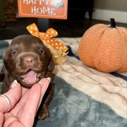 Freddie - Chocolate male Dachshund puppy in Mabank, Texas from Lovin’ Li’s Furry Sausages