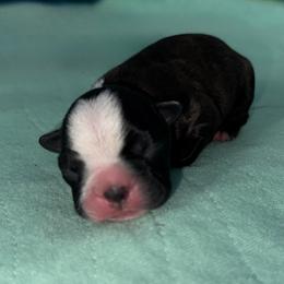 Boy 1 - Brindle and white male Boston Terrier puppy in Jupiter, Florida from CJM Boston and Boxer Puppies
