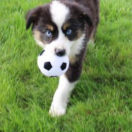 Aussiedoodle, Bulldog, Miniature Australian Shepherd, Poodle, and Toy Australian Shepherd Puppies from Mowry Creek Mini Aussiedoodles and More