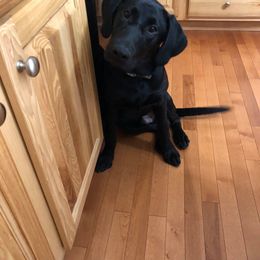 Labrador Retriever Puppies from Harvest Moon Farm