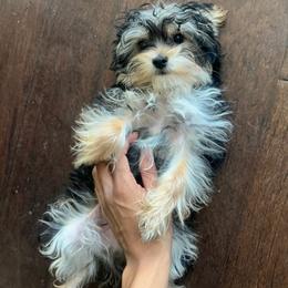 Yorkshire Terrier puppies from Breedlove Pupps