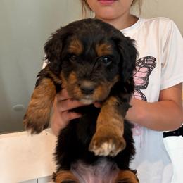 Maroon Collar Girl - Tri-color female Bernedoodle puppy in Ogden, Utah from Salty Point Doodles