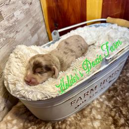 Alder - Dapple male Dachshund puppy in Atwood, Oklahoma from Holder’s Doxie Farm