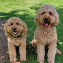 Brooklee - Apricot female Goldendoodle puppy in Warrior, Alabama from Elite Goldendoodles and Bernedoodles