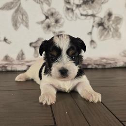 Bandit - Parti male Yorkshire Terrier puppy in Callahan, Florida from Nikki's Precious Yorkies