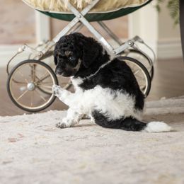 Poodle Puppies from Setting the Standard Poodles