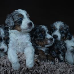Bernedoodle Puppies from Autumn Vanskiver