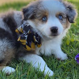 Miniature Australian Shepherd Puppies from Bar C Aussies