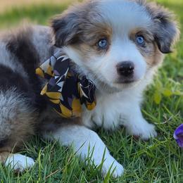 Miniature Australian Shepherd Puppies from Bar C Aussies