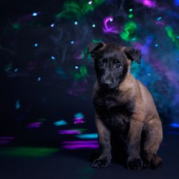 Padmé - Mahogany female Belgian Malinois puppy in Sanger, Texas from Faubion Malinois