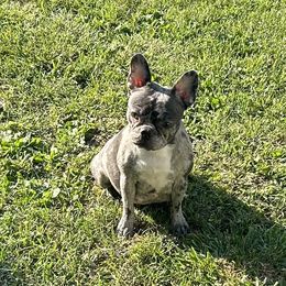 Boston Terriers, Companion Crosses, and French Bulldogs from Angie's Little Bostons And Frenchies