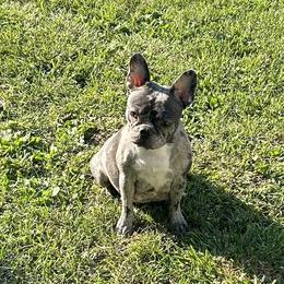 Boston Terriers, Companion Crosses, and French Bulldogs from Angie's Little Bostons And Frenchies
