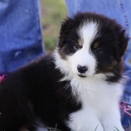 Crew - Black tri-color male Australian Shepherd puppy in Bagley, Iowa from Diamond M Aussies