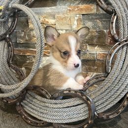 Ely M2 - Sable male Pembroke Welsh Corgi puppy in Stockton, Iowa from Infinity Corgis