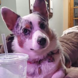 Bart - Pembroke Welsh Corgi