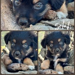 7 - Selah - Black tri female Miniature American Shepherd puppy in Huntington, Texas from JKKJ Farms