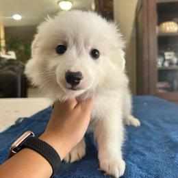 Rosemary - White female American Eskimo Dog puppy in Hesperia, California from Bella's American Eskimos