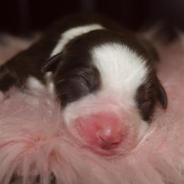 Melody - Red tri-color female Australian Shepherd puppy in Star City, Arkansas from Circle P Farm Australian Shepherds