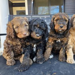 Bernedoodle puppies from Home Grown Hearts Doodles
