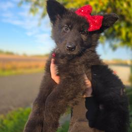 Rigatoni - Black female German Shepherd puppy in Fort Jennings, Ohio from Von Holtzapple German shepherds