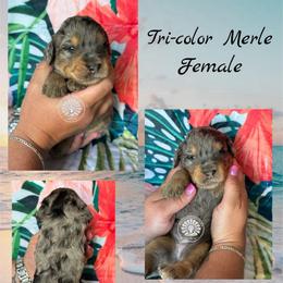 Jamaica - Merle female Bernedoodle puppy in Godwin, North Carolina from Farm Sweet Farm Doodles