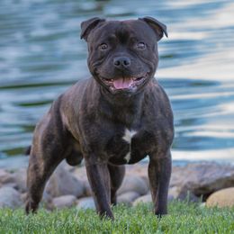 Crow - Staffordshire Bull Terrier