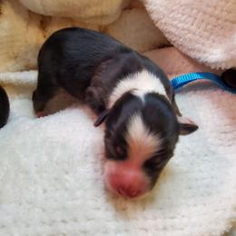 Miniature Australian Shepherd Puppies from Barnyard Mini Aussies