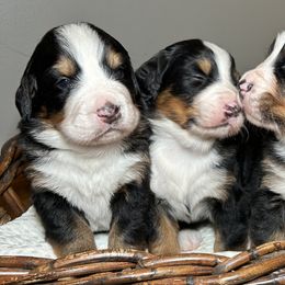 Bernese Mountain Dog Puppies from Baby Berners