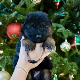Garnet - Black and red male German Shepherd puppy in Canton, Texas from WILDWOOD GERMAN SHEPHERDS