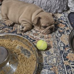 French Bulldog Puppies from OTF Frenchies