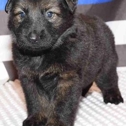 German Shepherds from Freedom Shepherds