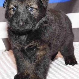 German Shepherds from Freedom Shepherds