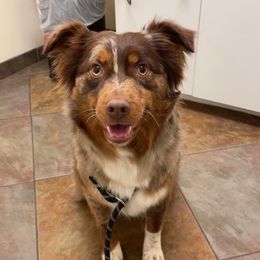 Faith - Australian Shepherd