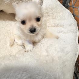 Frosty - White male Chihuahua puppy in Richland, Washington from Northwest Paws