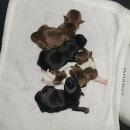 Boy 2 - Black male Shih Tzu puppy in Danbury, Connecticut from Dempsey’s Darlings