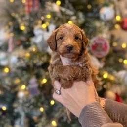 Donny - Cream male Havapoo puppy in Olympia, Washington from Che Bella Amore Lagotti