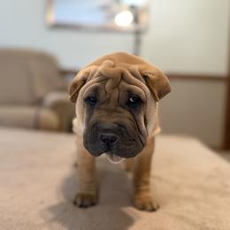 White collar - Fawn female Chinese Shar-Pei puppy in Elkin, North Carolina from Martini Shar-Pei