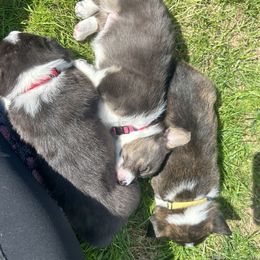 American Corgi Puppies from Patriot American Corgi