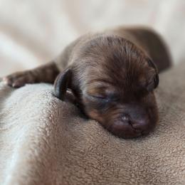John - Brindle male Dachshund puppy in Signal Mountain, Tennessee from Hot Diggity Doxens