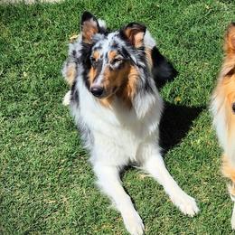 Collies and Dachshunds from John Sperling