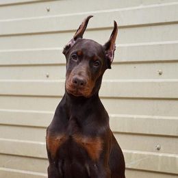 Doberman Pinschers from Jasmine's Pups