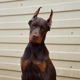 Doberman Pinschers from Jasmine's Pups