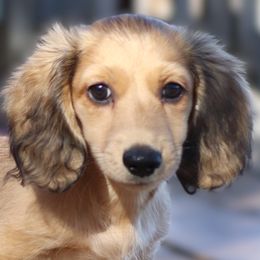 Black Collar Boy 2 - Cream male Dachshund puppy in Azle, Texas from American Dachshunds