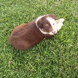 Orange - Red tri-color male Australian Shepherd puppy in Fontana, California from J.O Family Aussies