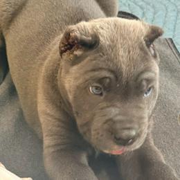 Seven - Gray male Cane Corso puppy in Waxahachie, Texas from A&M Kennels