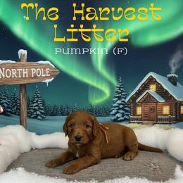 Pumpkin - Red  female Goldendoodle puppy in Houston, Texas from Golden Life Doodles