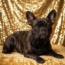 Eta - French Bulldog