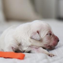 Mr. Orange Collar - Light golden male Golden Retriever puppy in Troy, Alabama from Southland Goldens